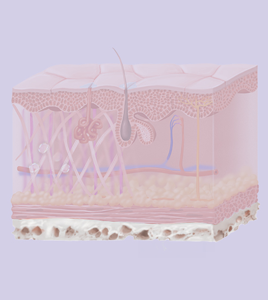 Facial Bones: The Sculptor's Canvas